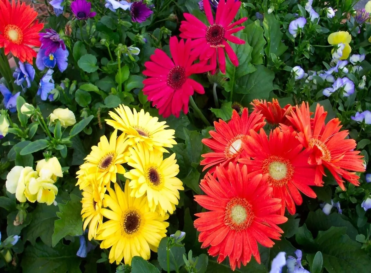 Giardino di colorate gerbere