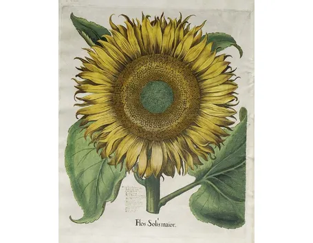 Illustrazione botanica di un Helianthus Annuus
