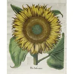 Illustrazione botanica di un Helianthus Annuus