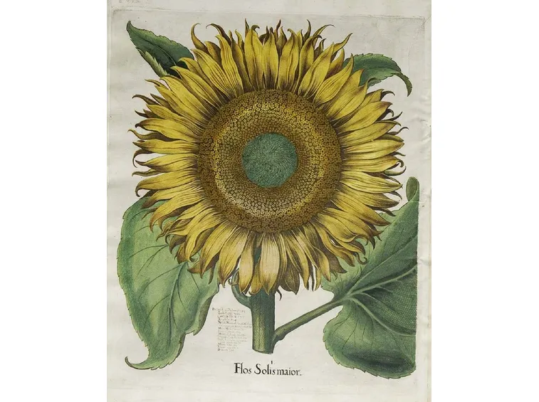 Illustrazione botanica di un Helianthus Annuus