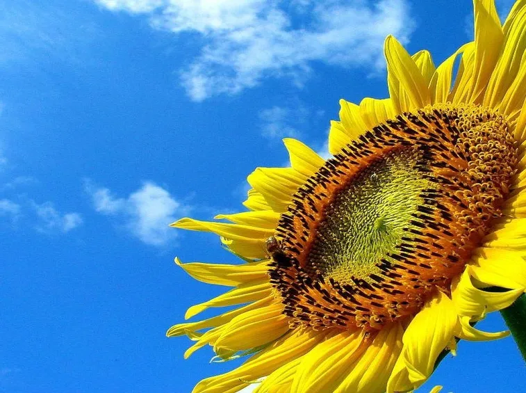 Il capolino di un girasole