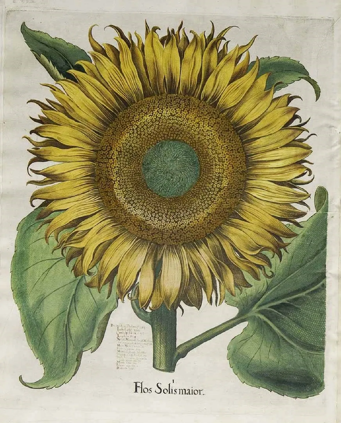 Illustrazione botanica di un Helianthus Annuus