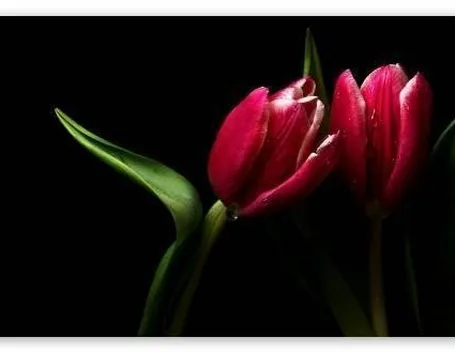 Coppia di tulipani scarlatti