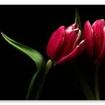 Coppia di tulipani scarlatti