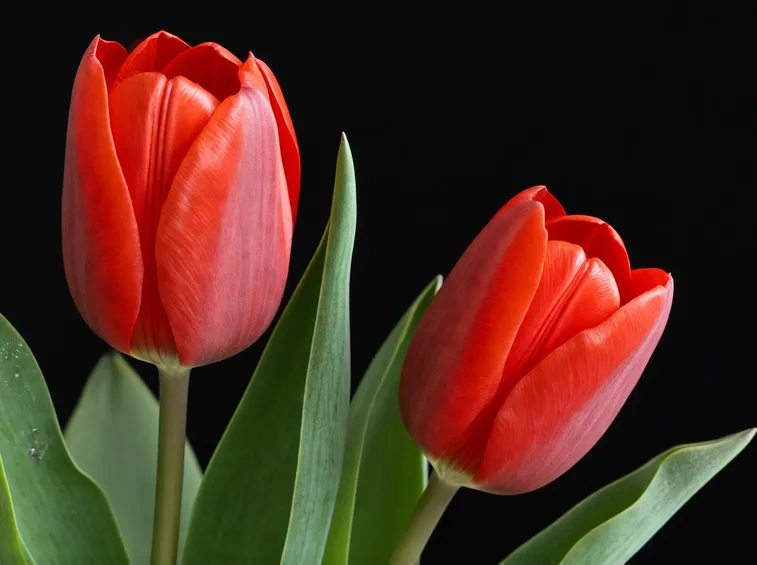 Coppia di tulipani scarlatti