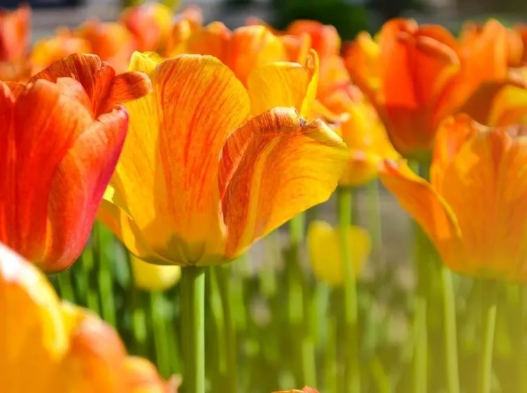 Campo di tulipani rosso-arancio