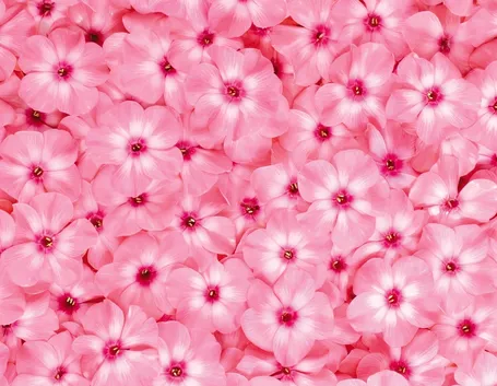 fiori rosa