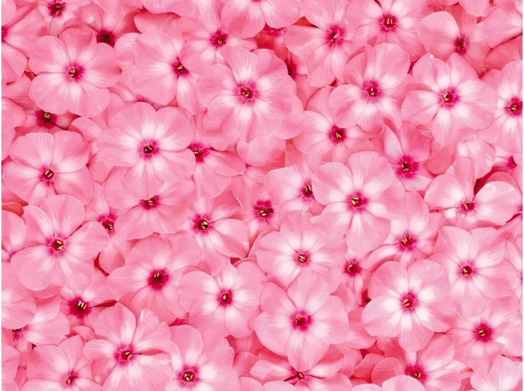 fiori rosa