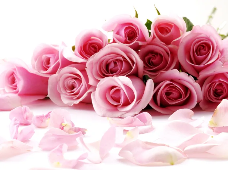 una rosa color rosa