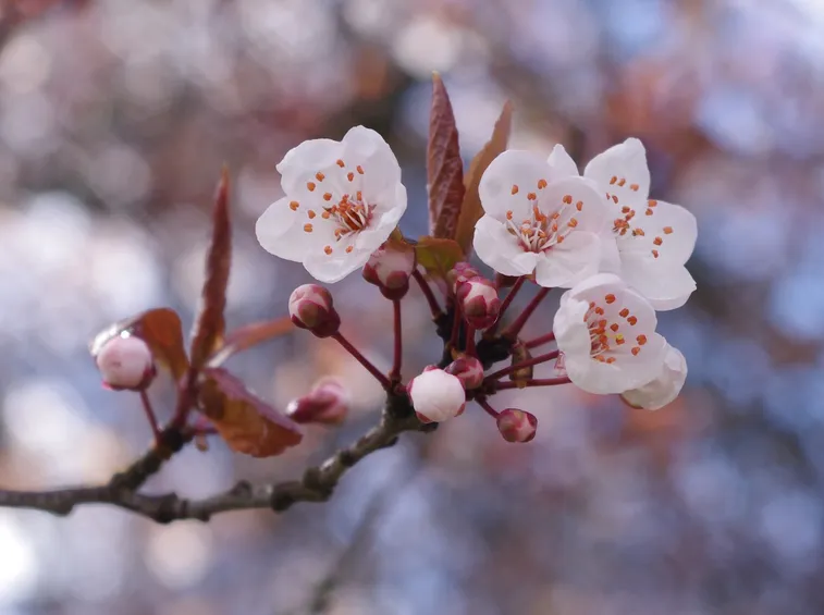 fiori di ciliegio