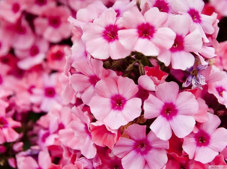 fiori rosa