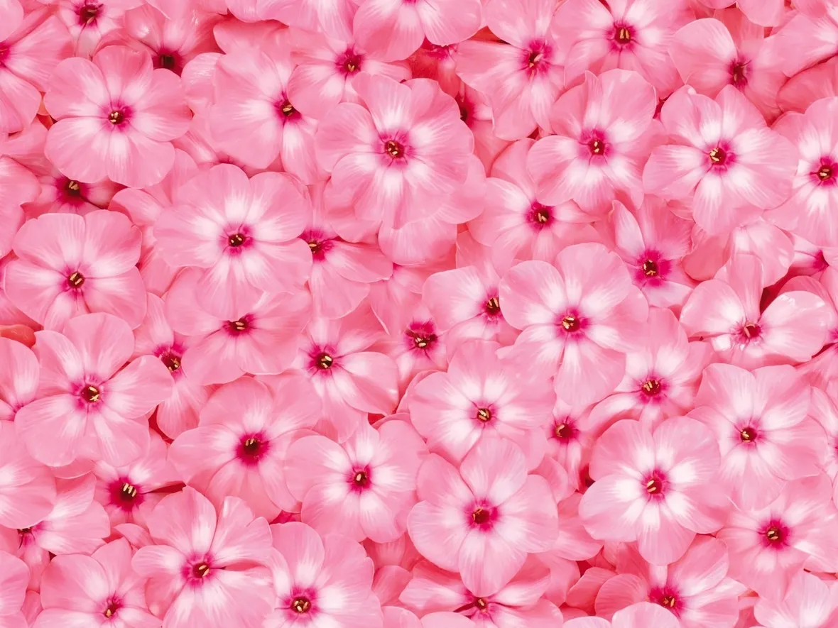 fiori rosa