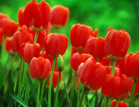 Campo di tulipani
