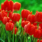 Campo di tulipani