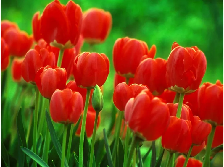 Campo di tulipani