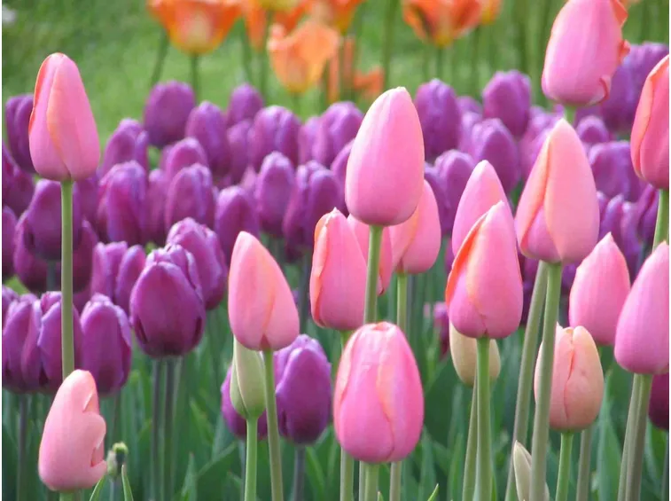 Tulipani colorati