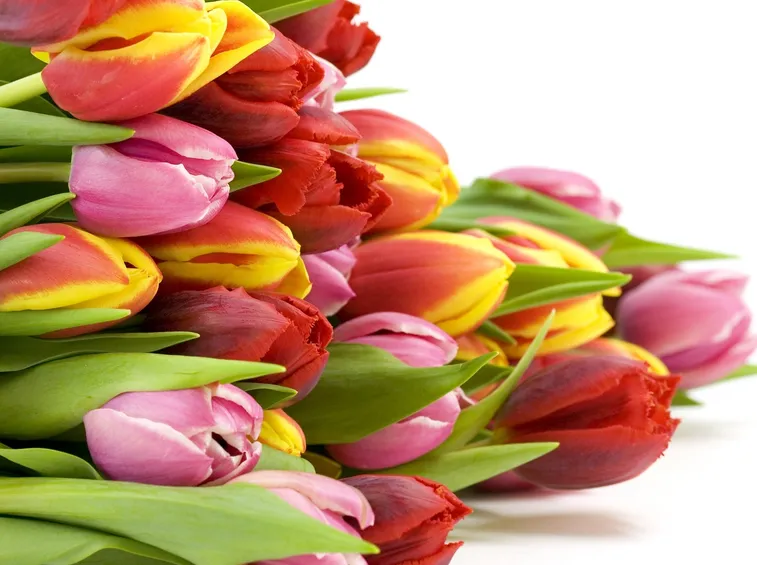 Fascio di tulipani colorati
