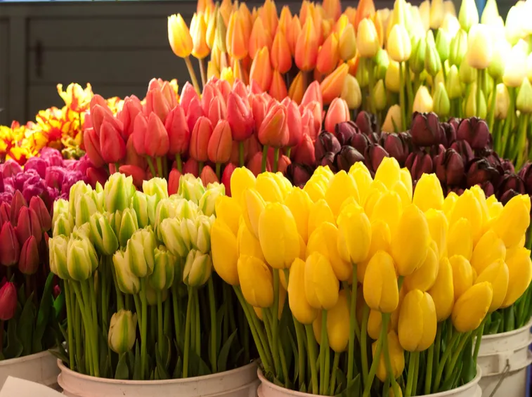 Vasi di tulipani colorati