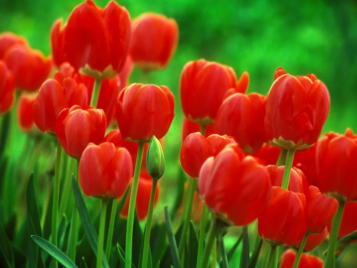 Campo di tulipani