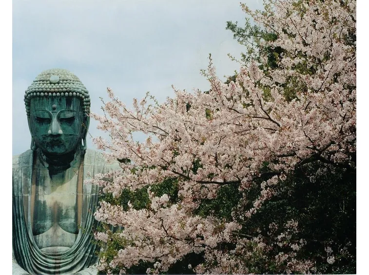 Buddha e i fiori di ciliegio