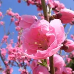 Primo piano fiore di pesco