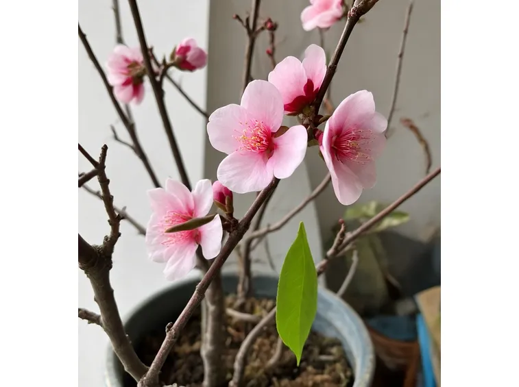 Fiori di pesco in vaso per ambiente chiuso