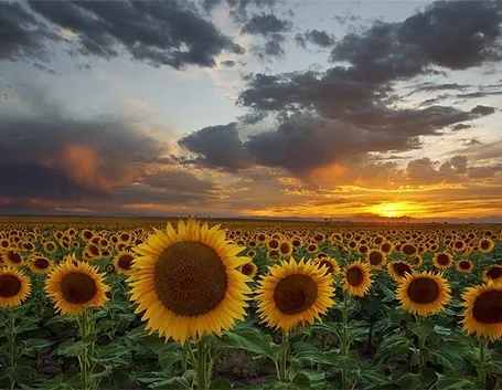 girasole significato