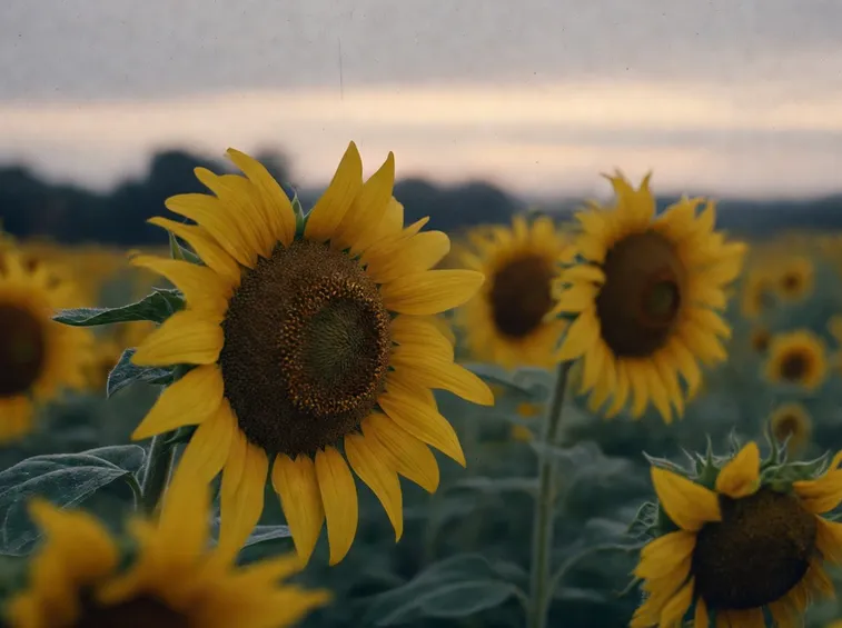 girasole significato