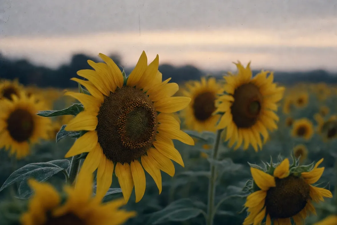 girasole significato