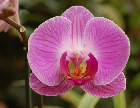 Il fiore dell'orchidea