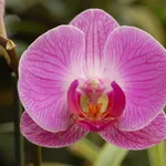Il fiore dell'orchidea
