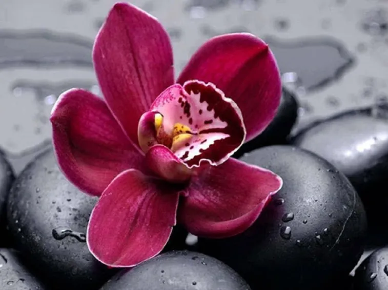 L'orchidea