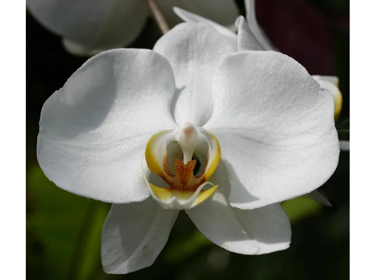 Orchidea bianca