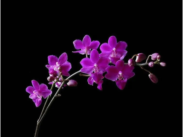 Orchidea viola
