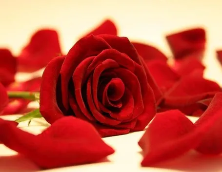 Vellutati petali di rosa rossa