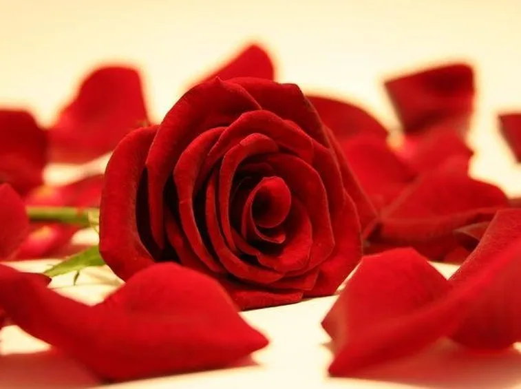 Vellutati petali di rosa rossa