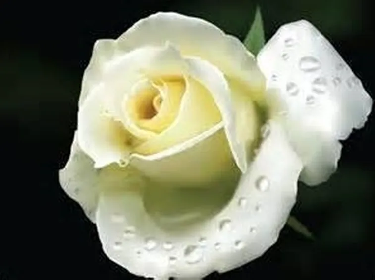 Rosa bianca con gocce di rugiada