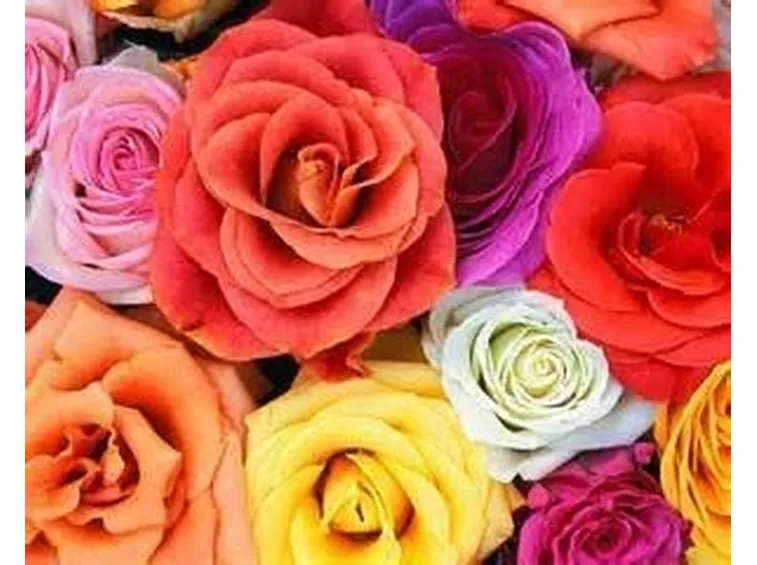 Rose di vario colore