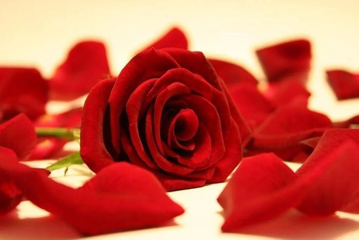 Vellutati petali di rosa rossa