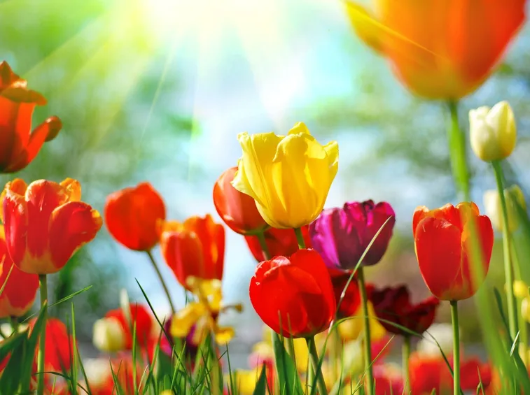 Tulipani al sole
