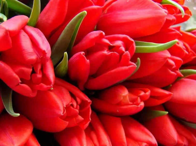 Tulipani rossi