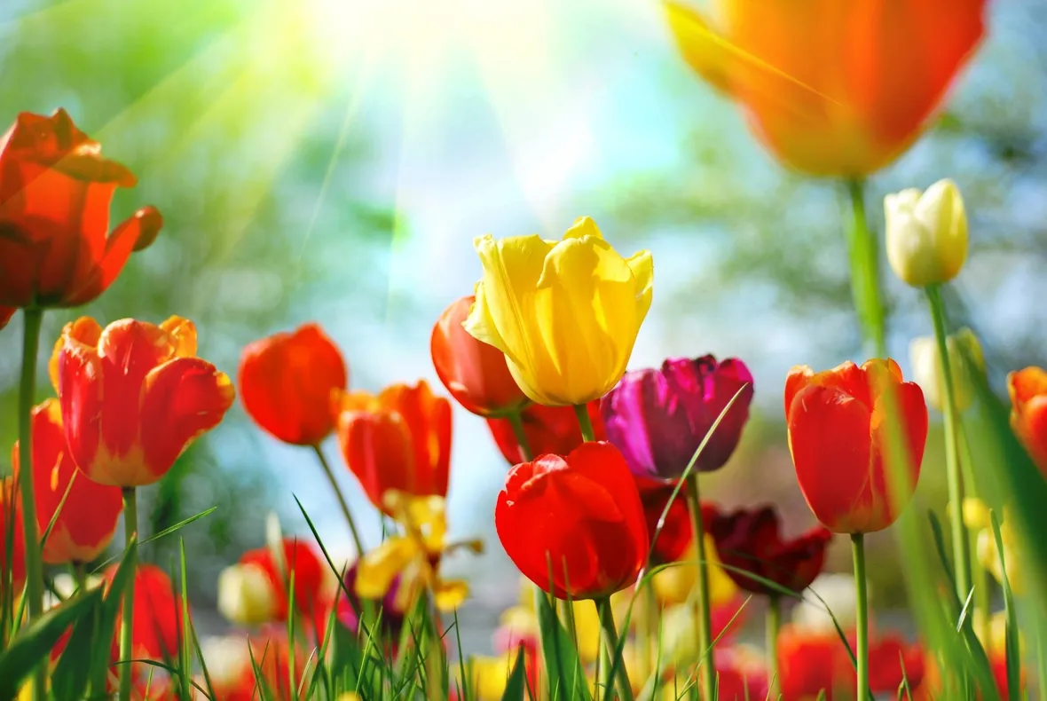Tulipani al sole