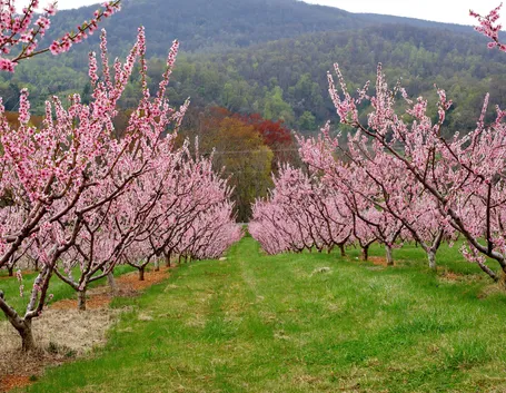 significato alberi - il pesco