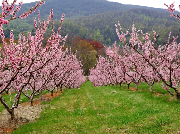 significato alberi - il pesco