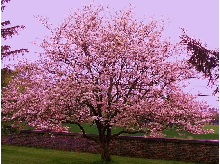significato alberi, il mandorlo