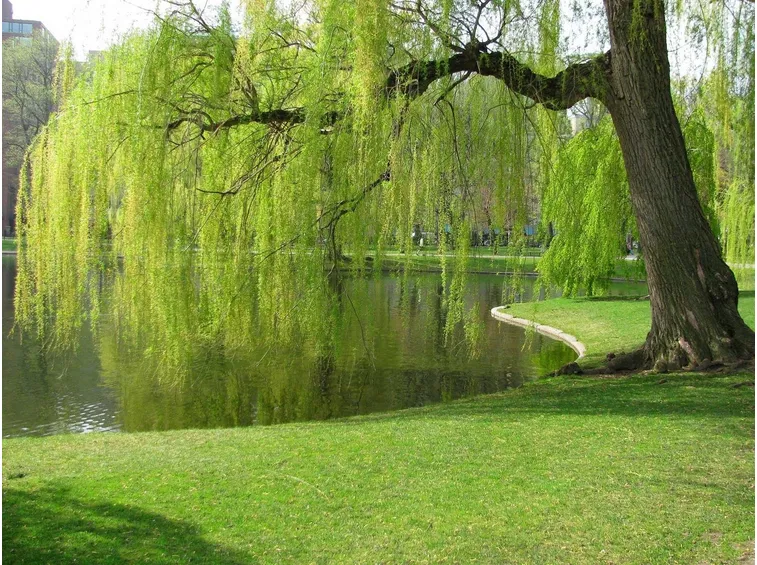 significato alberi, il salice