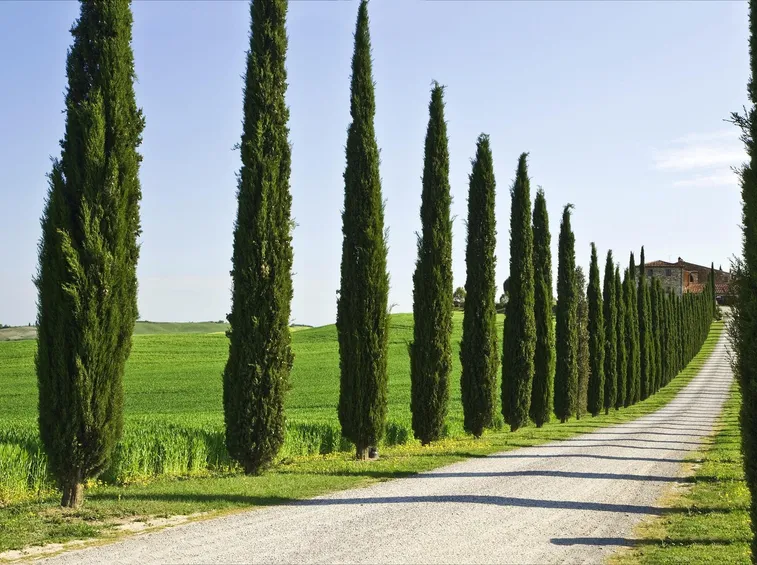 significato alberi, il cipresso