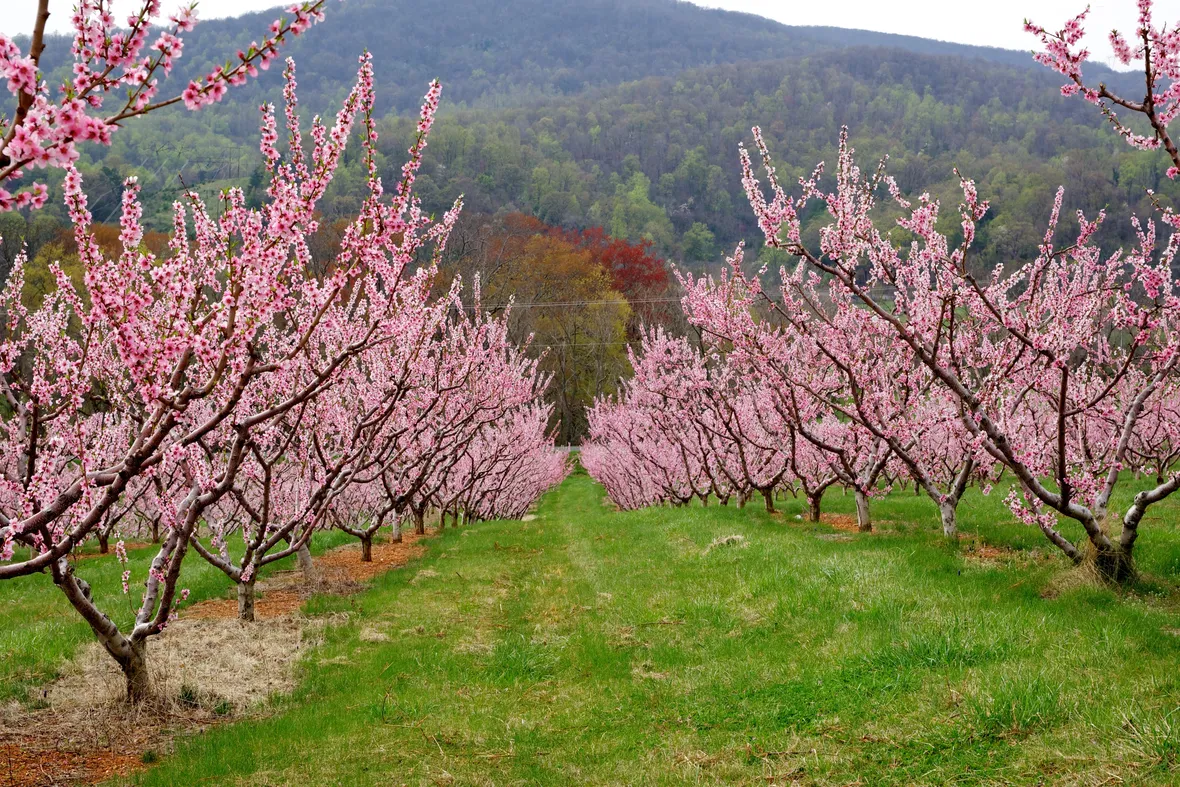 significato alberi - il pesco