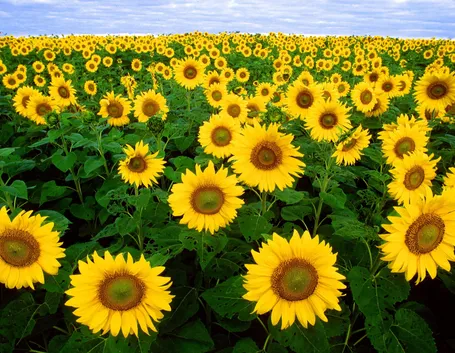 Campo di girasoli