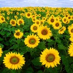 Campo di girasoli